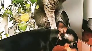 Animals cat vs Dog fight