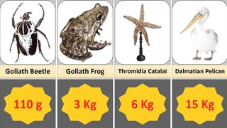 Heaviest Animals In the World