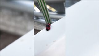 Crazy Ladybug  ???????????? ????????????