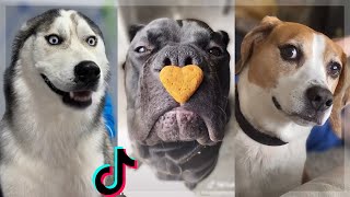 Most Amazing DOGGOS of TikTok Compilation ~ Dogs Doing Funny Things