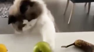 Very Interesting Cat ???? Video by ArshiPetsLover