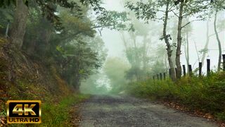 4K Video UHD  Beautiful Scenery, Forest, and Waterfall, along with soul-soothing sounds of Birds