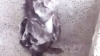 crazy rat taking a shower and talking