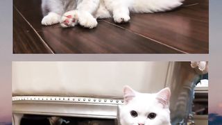 Happy Life of a Cute Cat!