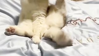 See how my cat is copying very fany video