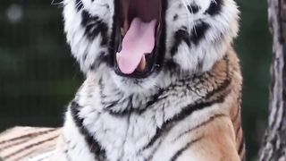 Indian Tiger