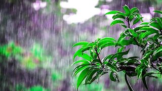 Relaxing Music with rain sound Mediation music
