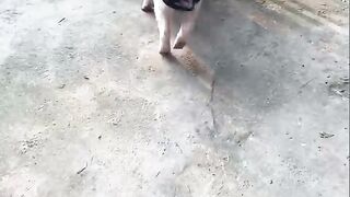 Funny video entertainment dogs 2023