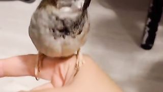 Amezing Bird Videos Ishara kis tarh samjta hai