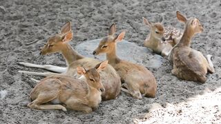 # deer lovely Animal