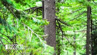 Beauty of#Nathia_Gali