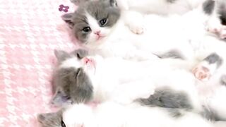 funny cat