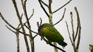 Beautiful Birds