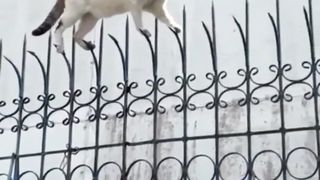 Lovely cats ❤️????????