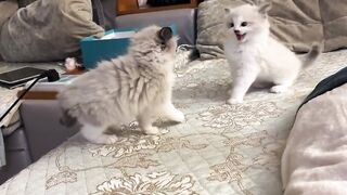 Don't Fight, please.