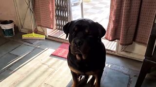 My dog is trying to irritat anshu || the rott best video | funny dog videos.