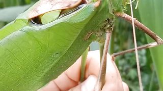 big grasshopper sound. beautiful nature