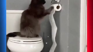 Wow So Cute - Funniest Cats and Dogs  So Funny Animals ? Funniest Cats and Dogs ? Try not to laugh.....