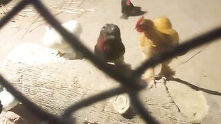 Zoo park