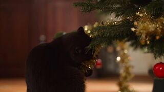 The cat is looking prey.