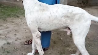 Bully dog