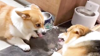 Funny video by febspot