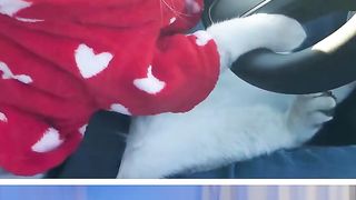 Funny animals