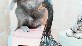 Funny video