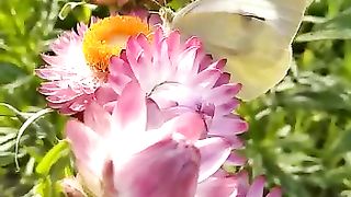 Butterfly and flowers