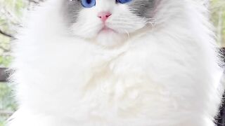 Wonderful Cat????????in the world ❤️
