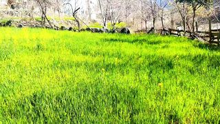 Spring season in neelum valley