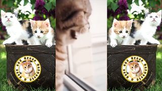 Funny Cats Compilation Try NOT to Laugh! ????