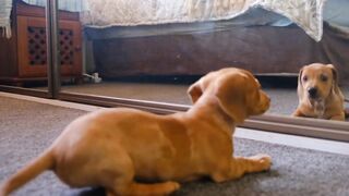 Baby Cats - Cute and funny Cat Video Compilation