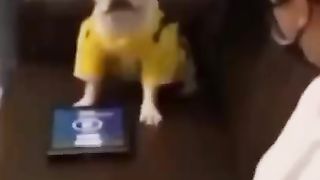 Funny Dogs Compilation! #8 ???? Most Viral DOGS on the internet ???? #shorts