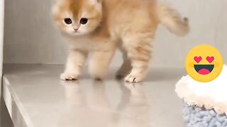 Best Cute Funny Cat Compilation ????????????