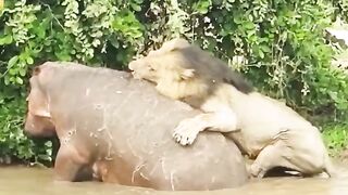 Lion attack