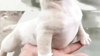 Funny Dogs Compilation