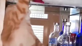 Best funny animal video