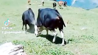 Nice video short