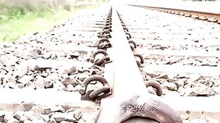 Snake on the railway line.