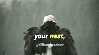 If God is shaking your nest. He is preparing you to be better