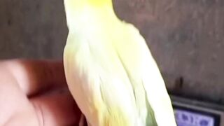 MoSt beautiful parrot . Enjoying dancing