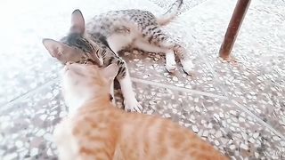 Cute kitten