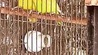 Yellow fisher parrot lover birds