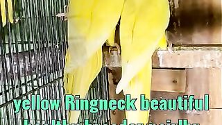 Most beautiful parrots