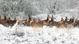 Animals/walk /video