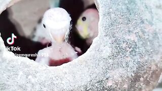 Parrot babies