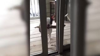 Animaux drôles de Derpy que vous aimerez