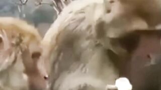 Monkey Funny Video || #Viny_Monkey || #Monkey_Drinks