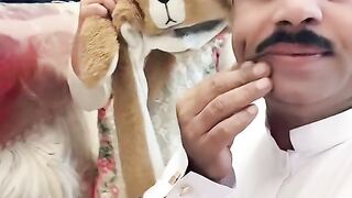 Funny video